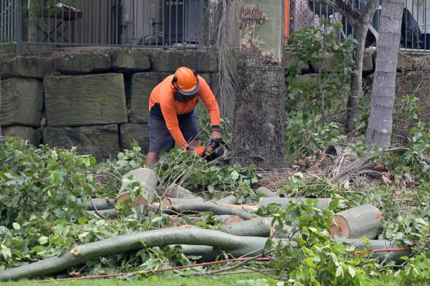 Best Residential Tree Removal  in Monterey, CA